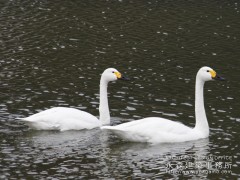  オープンハウス：「水面（みなも）を望む家」二日目4